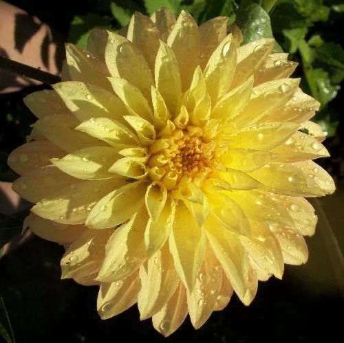 Types Of Yellow Flowers Names Types Of Yellow Flowers Names Dahlias By Flower Name
