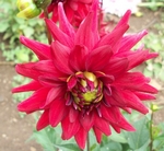 Red Pygmy | Dahlias by Flower Name