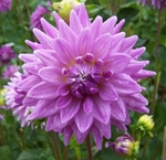 Worton Blue Streak | Dahlias by Flower Name
