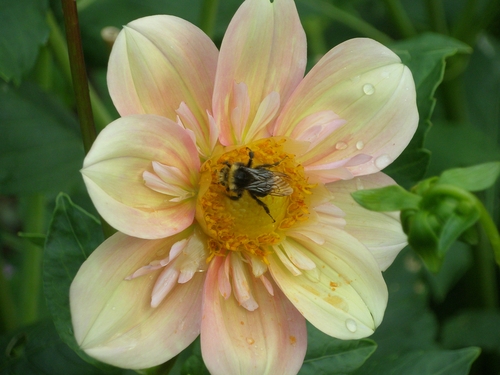 Bee in Appleblossom | Dahlia Divas Bug Series