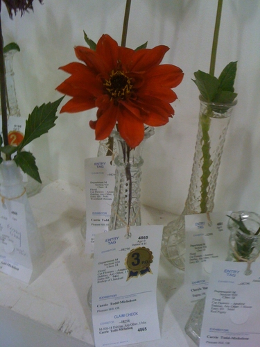 Bishop of Llandaff 2010 | Lane County Dahlia Fair Entries 