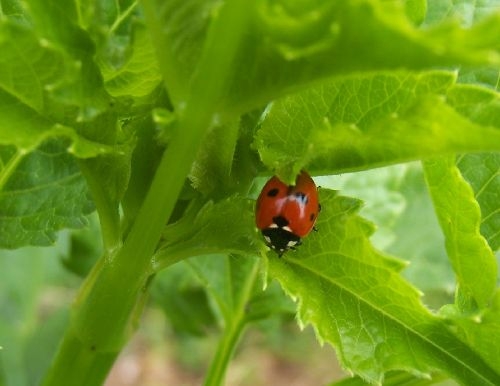 Ladybug in Dahlia Foliage | Dahlia Divas Bug Series