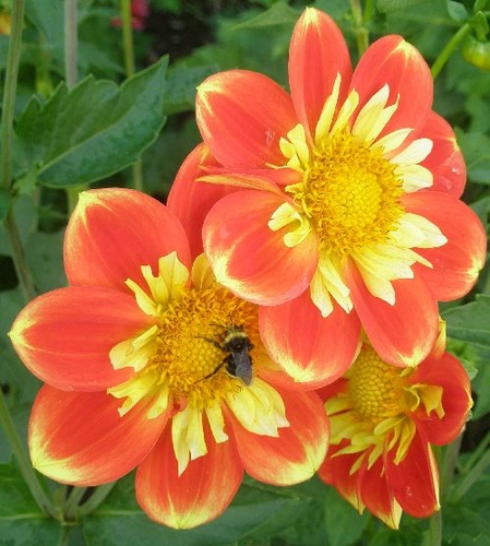 Pooh Black Bee | Dahlia Divas Bug Series