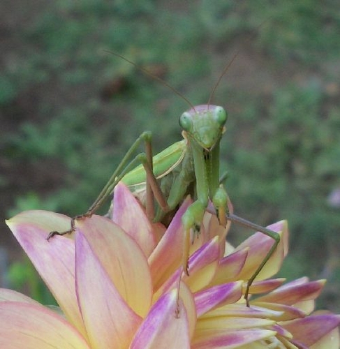 Preying Mantis on Wyn's NEW Pastel | Dahlia Divas Bug Series