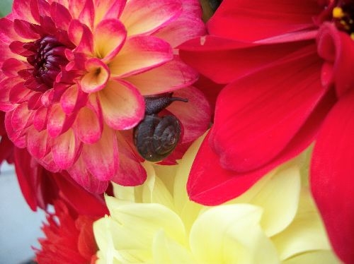 Snail Sleeping in Raz Ma Taz | Dahlia Divas Bug Series