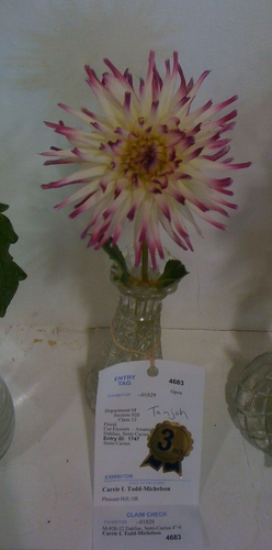 Tanjoh 2010 | Lane County Dahlia Fair Entries 