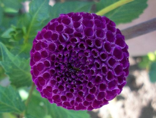 Aurwens Violet