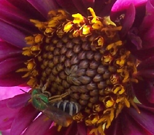 Bee Happy Green Bee | Dahlia Divas Bug Series