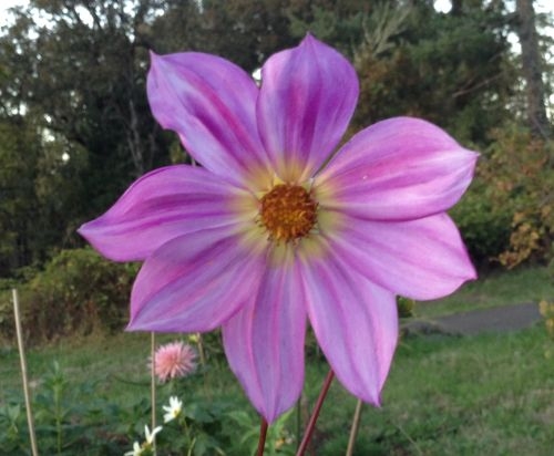 D. Sorensenii