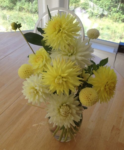 Dahlia Duck Arrangement | Dahlia Arrangements Bouquets