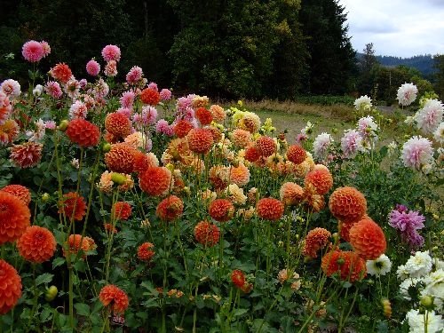 Colorful Field Photo | Dahlia Diva Field Photos