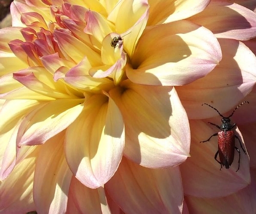 Swan Desert Storm  | Dahlia Divas Bug Series