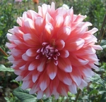 Ala Mode | 6 inch Medium Dahlias