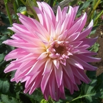 Alloway Candy | 6 inch Medium Dahlias