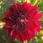 Burma Gem | Dahlias by Flower Name