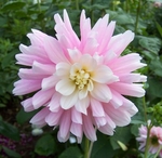 Childsons Pride | New Dahlias 2013