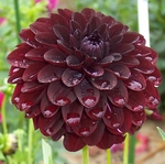 Fidalgo Blacky | Dahlias by Flower Name