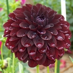 Fidalgo Blacky | 4 inch Small Dahlias