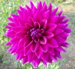 Jax Char | 7 inch Medium Dahlias