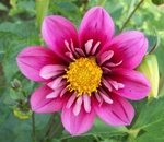 Jazzy | Dahlias by Flower Name