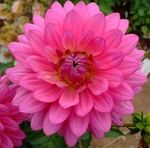 Jenna | 4 inch Small Dahlias