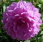 Kari Blue | Dahlias by Flower Name