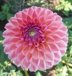 LATE | 3 inch Small Dahlias