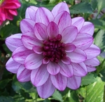 Lauren Michele | 3 inch Small Dahlias