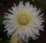 Magic Moment | 7 inch Medium Dahlias