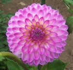 Martina | 3 inch Small Dahlias