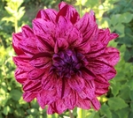 Mingus Toni | Dahlias by Flower Name