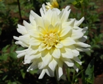 Moonstruck | New Dahlias for 2011