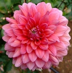 Mystique | 4 inch Small Dahlias