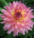 Nanna's Kiss | 5 inch Small Dahlias