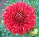 Orange Cushion | Dahlias by Flower Name