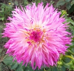 Pinelands Princess | 7 inch Medium Dahlias