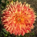 Procyon | New Dahlias for 2010