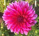 Raspberry Punch | 7 inch Medium Dahlias