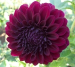 Shadow Cat | 3 inch Small Dahlias