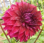 Spartacus | 9 inch Large Dahlias