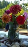 Mason Jar Dahlia Arrangement 2011