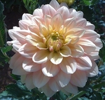 Wyn's NEW Pastel | New Dahlias 2021