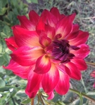 AC Rosebud | 4 inch Small Dahlias