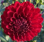 Ali Oop | 4 inch Small Dahlias