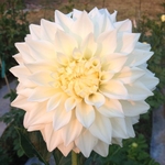 Allie White | Dahlias by Flower Name