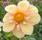 Appleblossom | 4 inch Small Dahlias