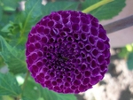 Aurwens Violet