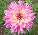 Bahama Mama | 6 inch Medium Dahlias