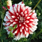 Barbershop | 5 inch Small Dahlias