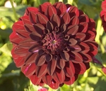 Black Satin | Dahlias by Flower Name